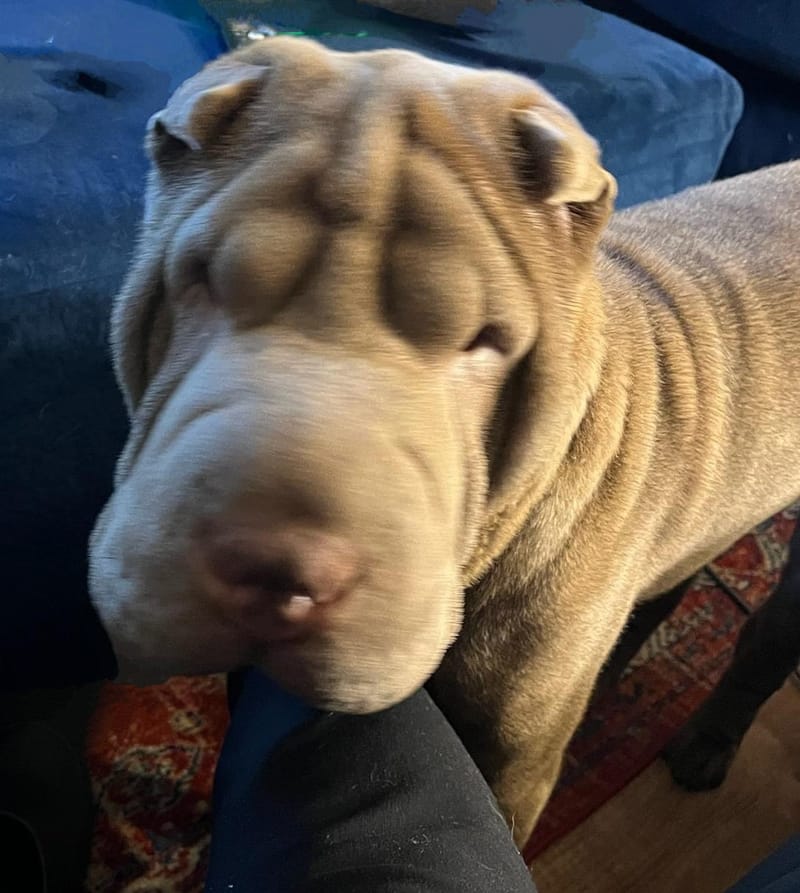 puppies from past litters