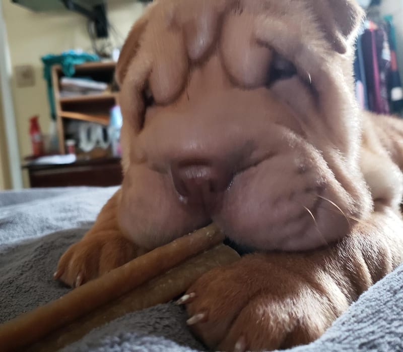 puppies from past litters