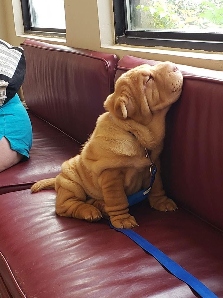 puppies from past litters