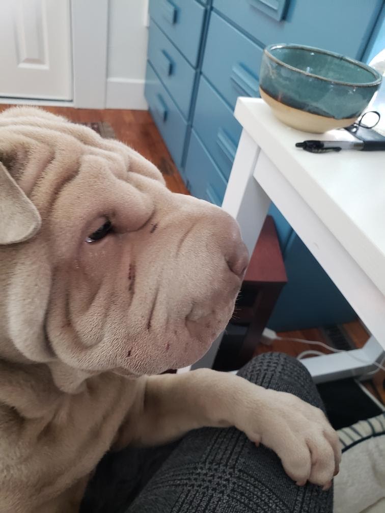 puppies from past litters