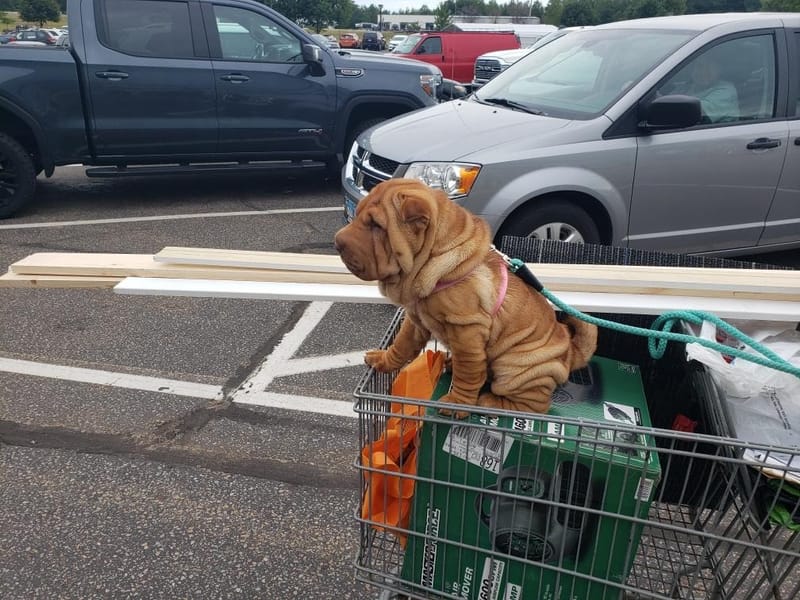 puppies from past litters