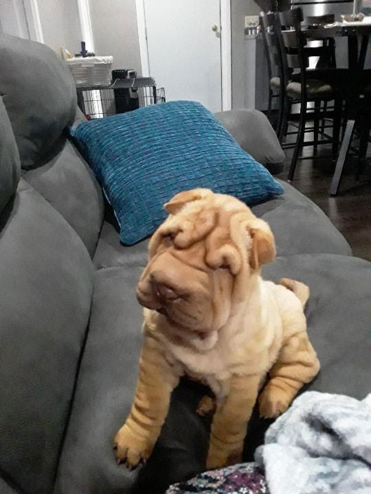 puppies from past litters