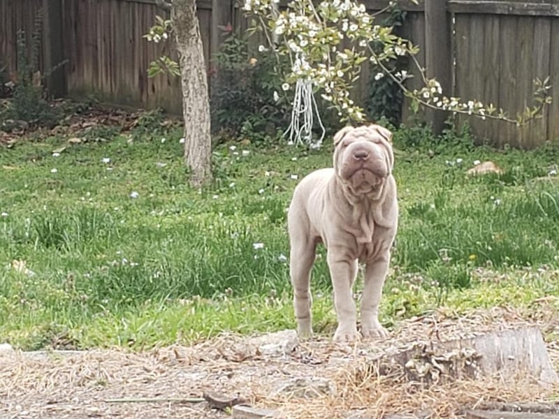 puppies from past litters