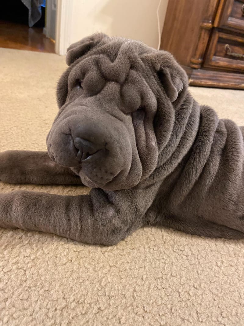 puppies from past litters