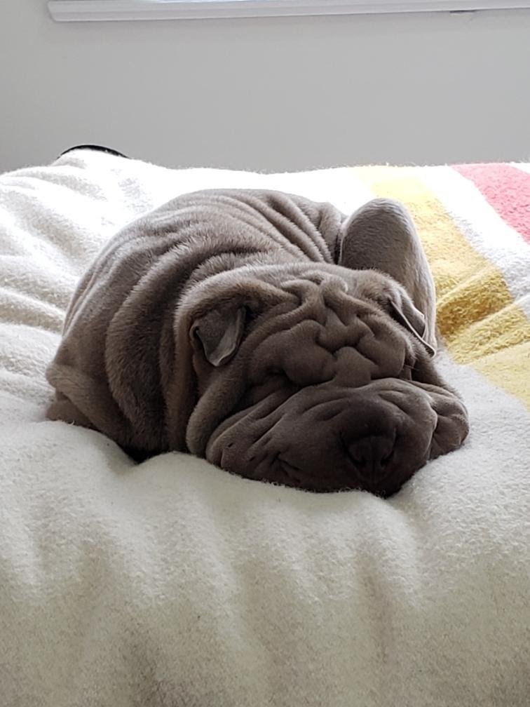 puppies from past litters