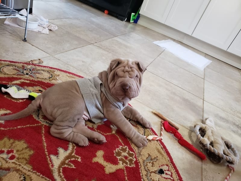 puppies from past litters