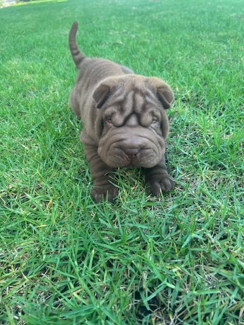 puppies from past litters