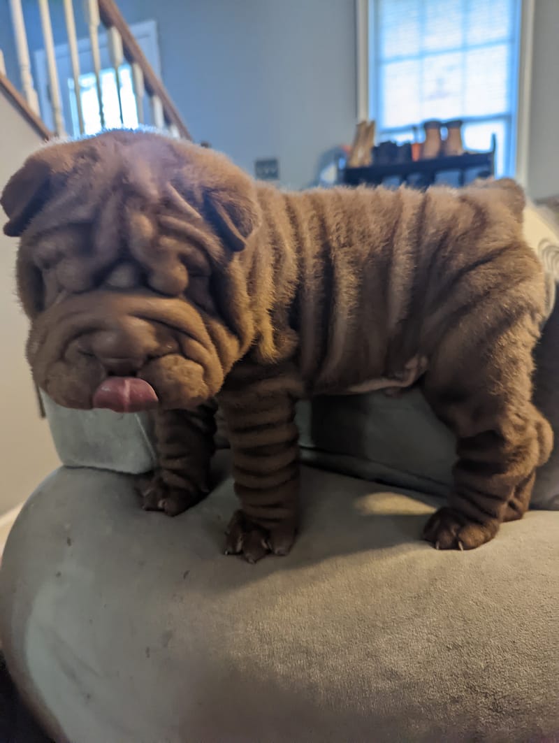 puppies from past litters