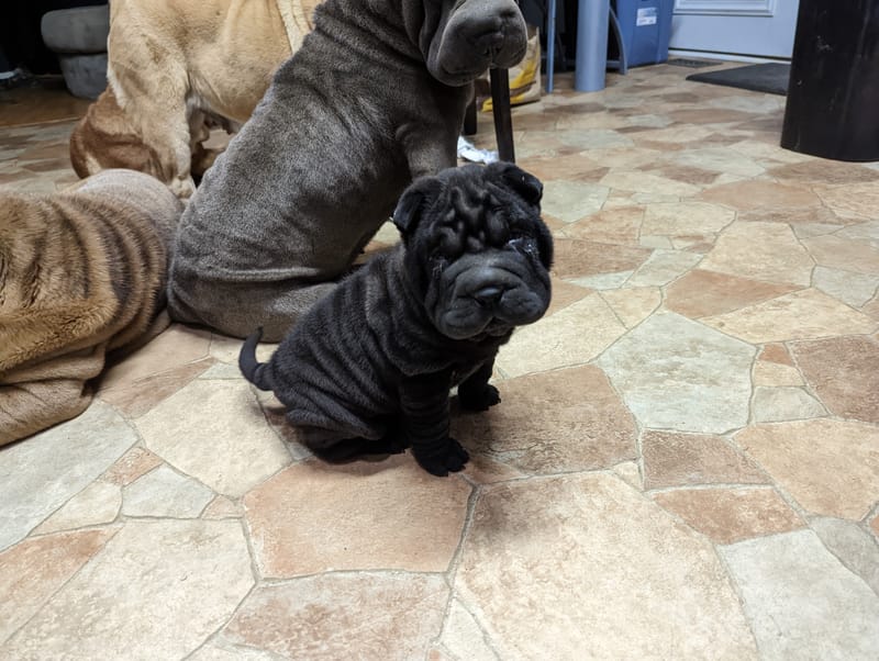 puppies from past litters