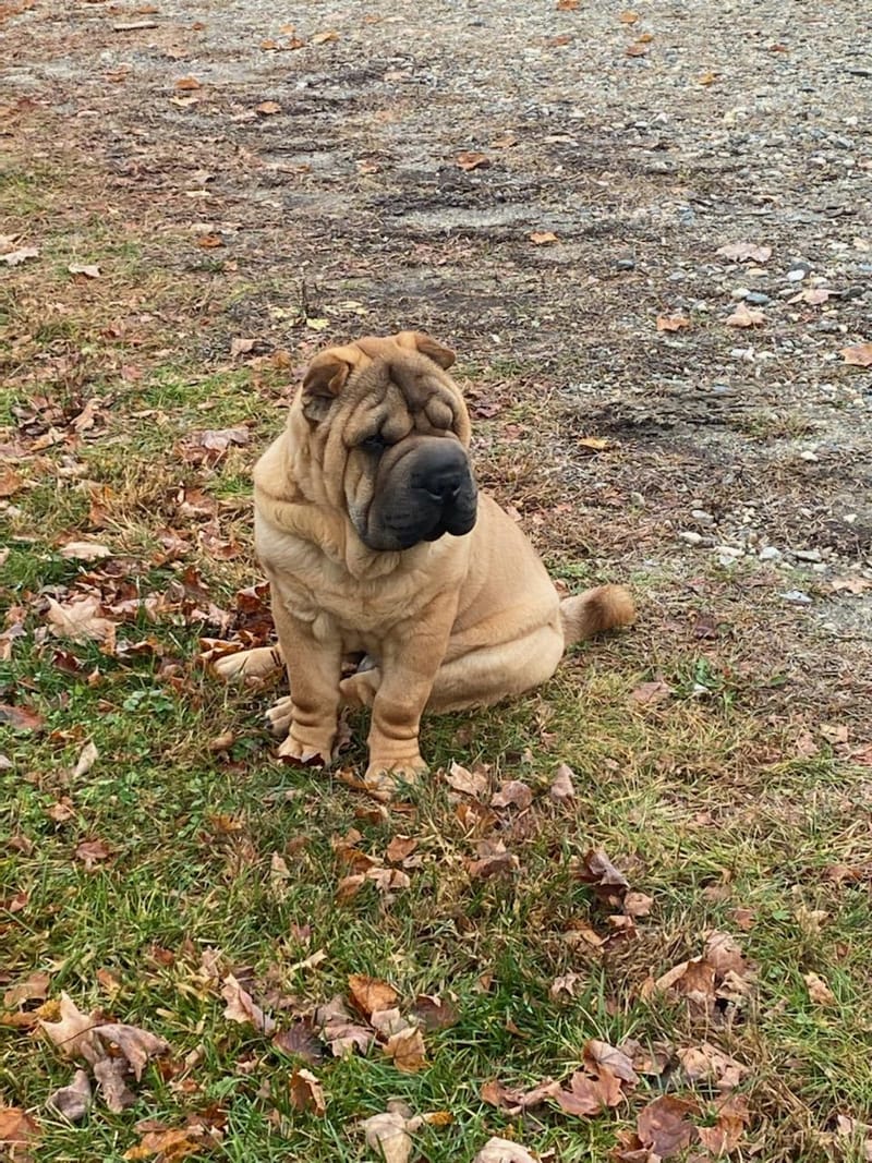 puppies from past litters