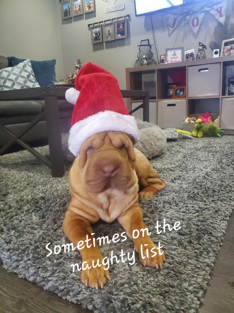 puppies from past litters