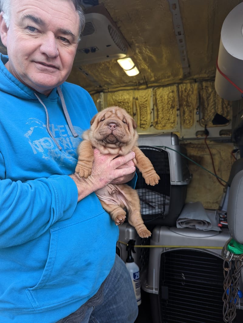 puppies from past litters