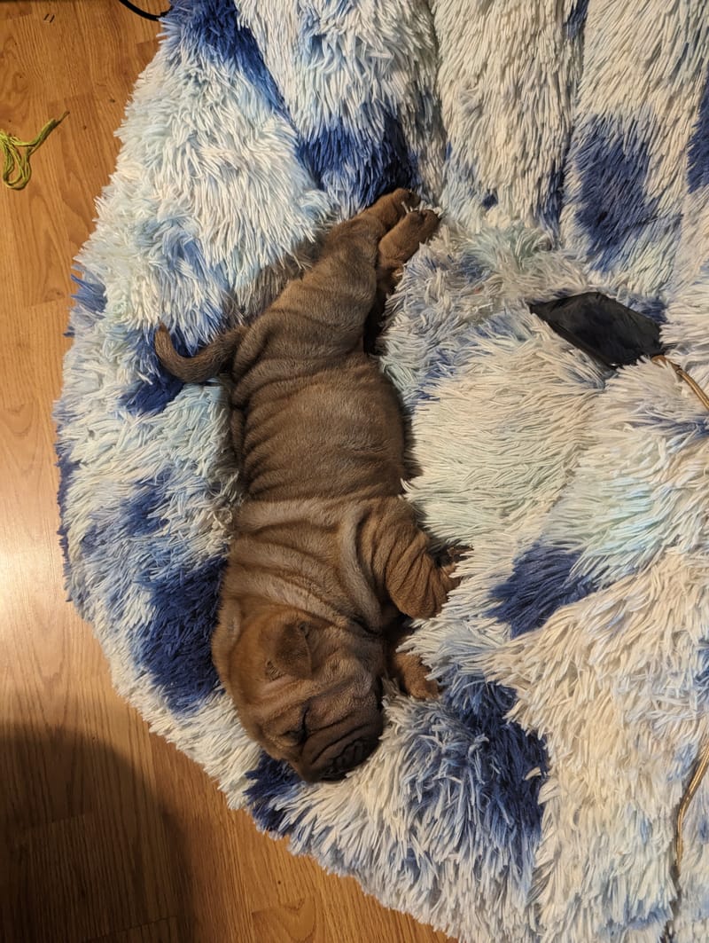 puppies from past litters