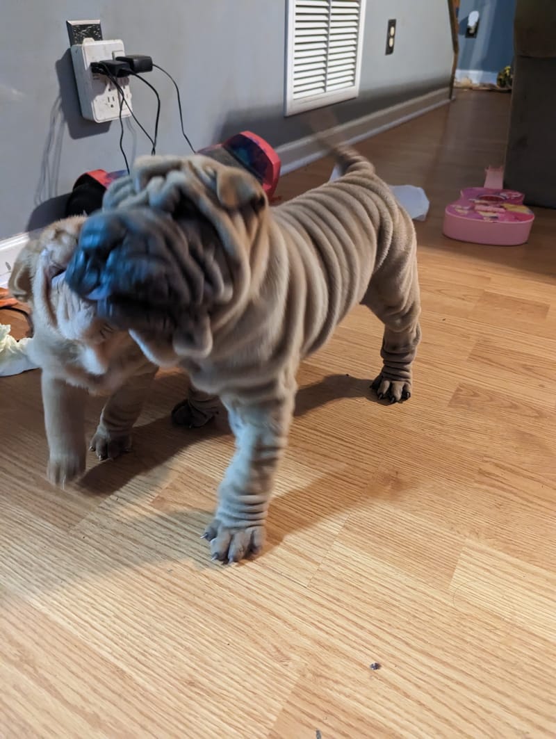 puppies from past litters