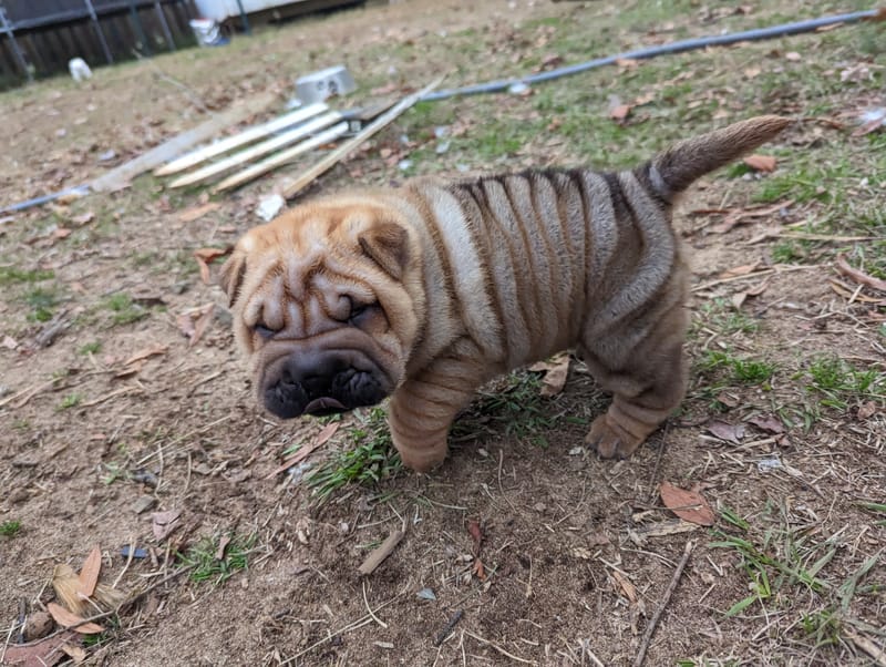 puppies from past litters