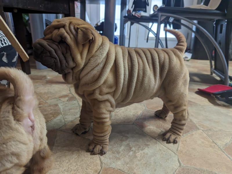 puppies from past litters