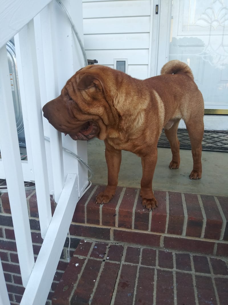 Exclusive Contract Golden Age of King AKA Dedgrick