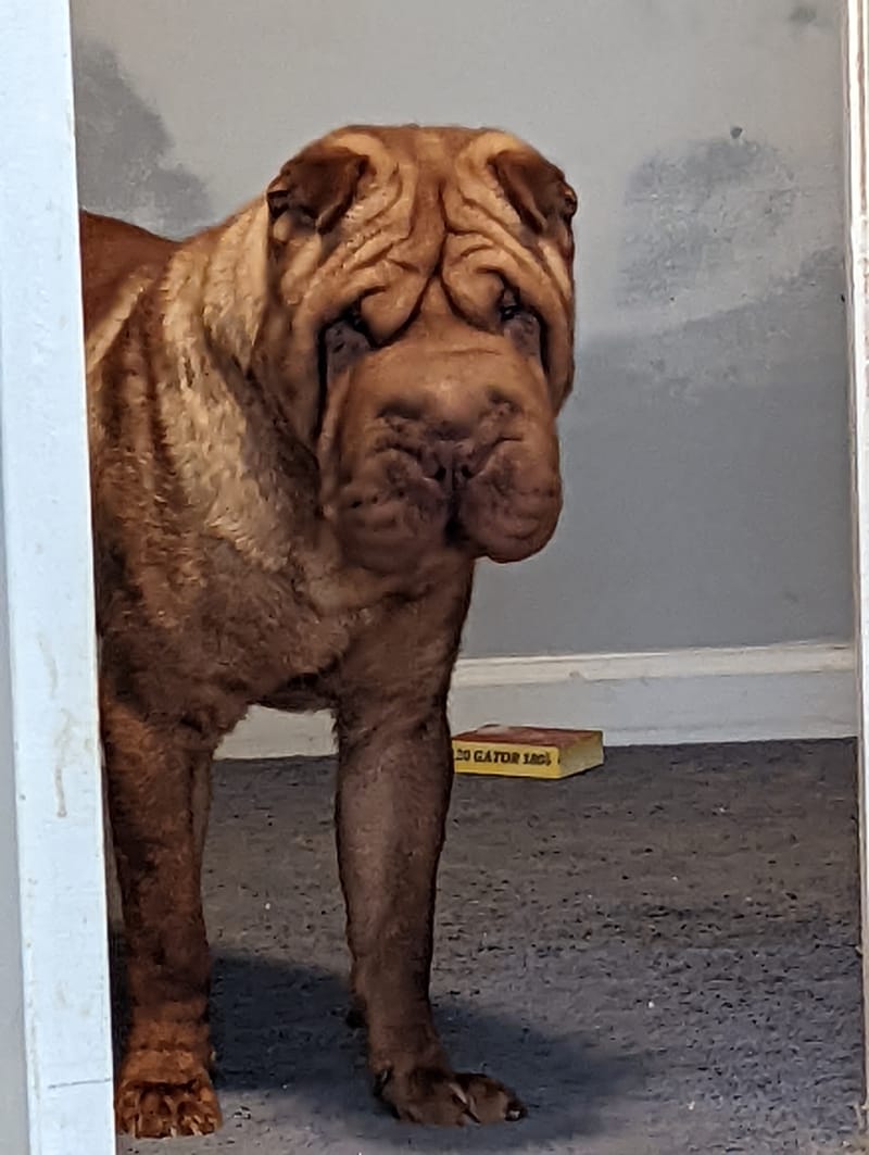 Exclusive Contract Golden Age of King AKA Dedgrick