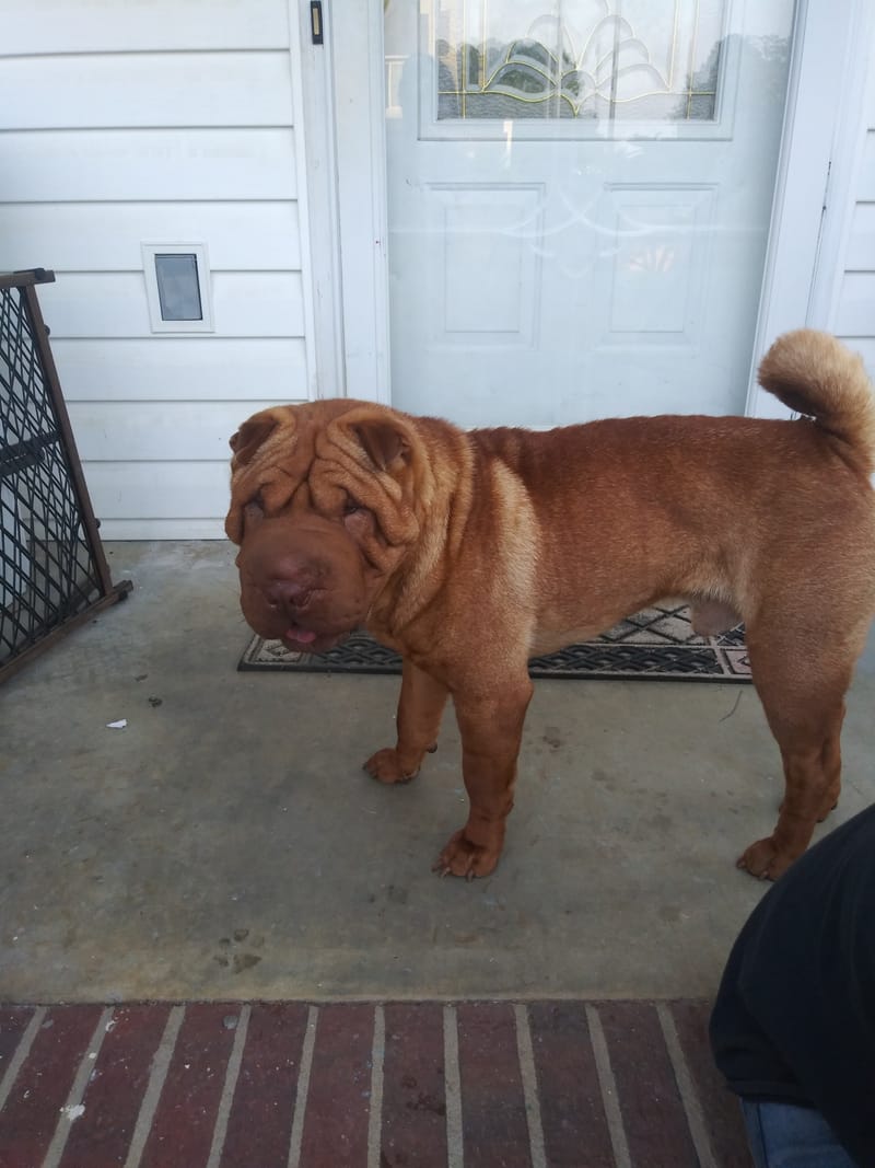 Exclusive Contract Golden Age of King AKA Dedgrick