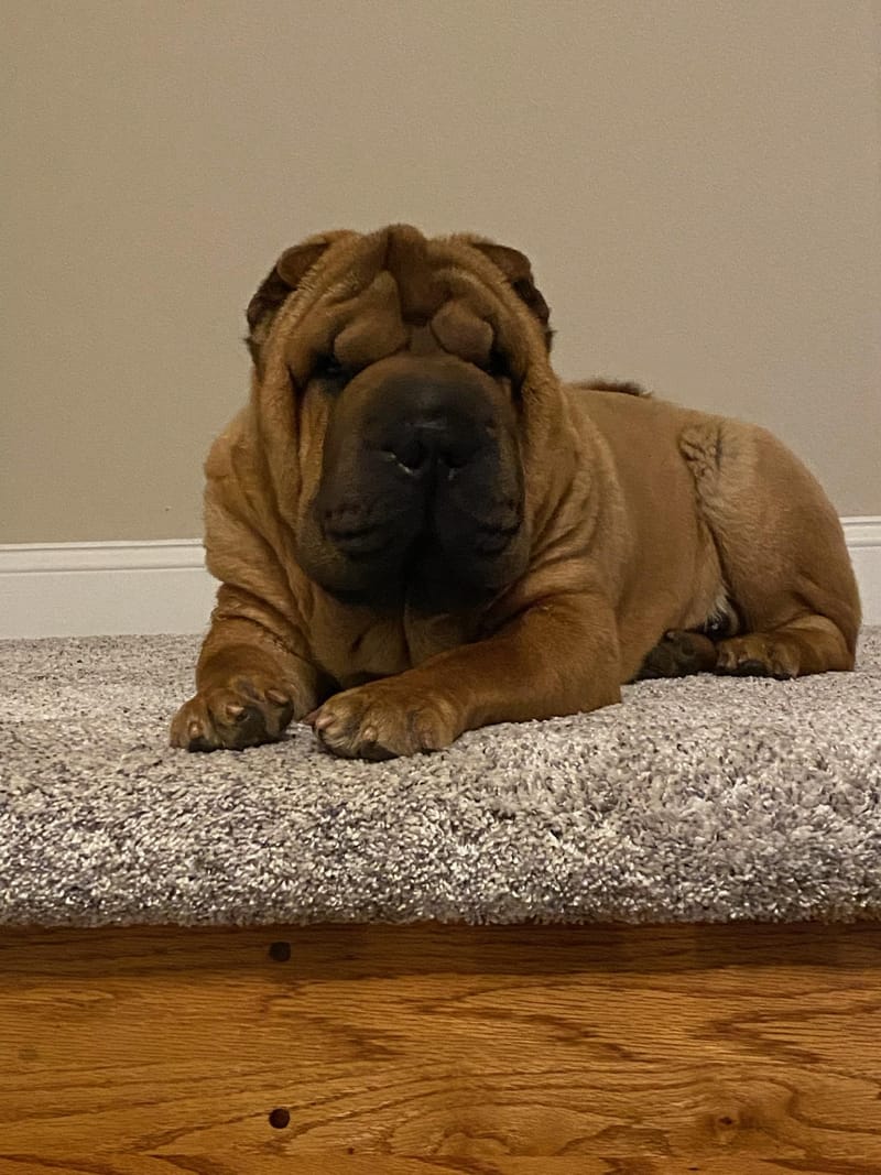 puppies from past litters