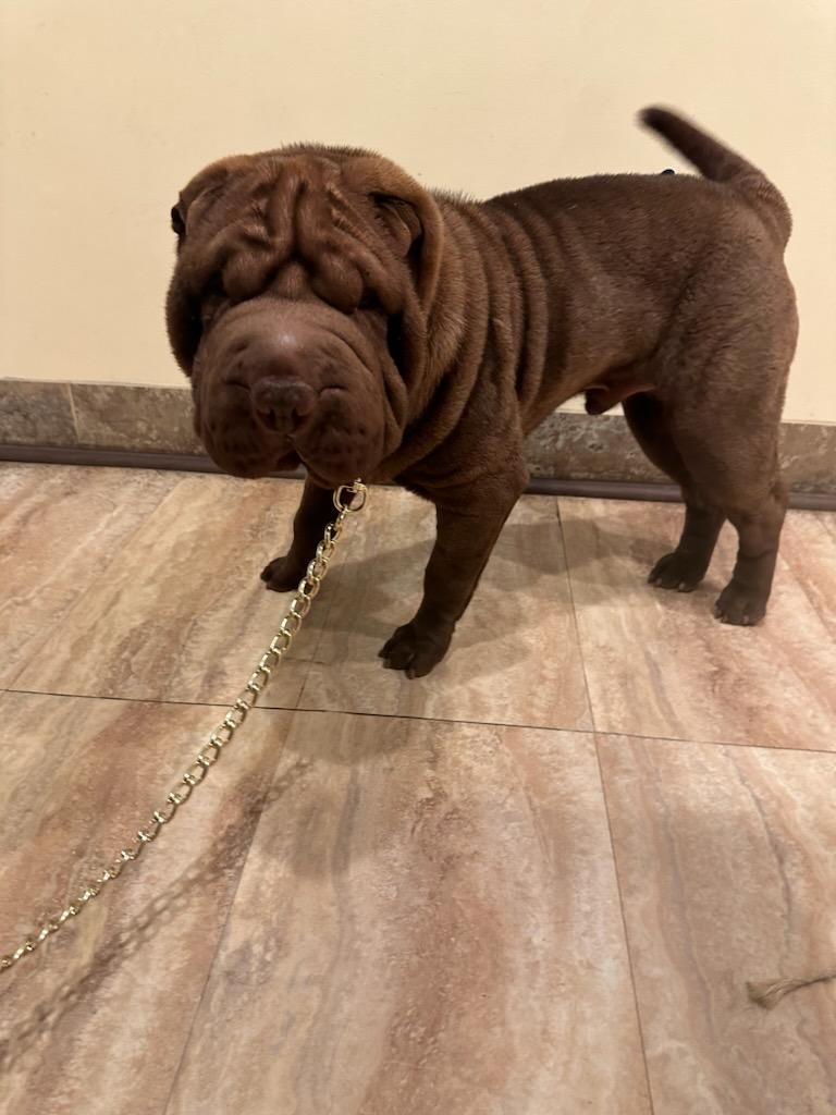 puppies from past litters