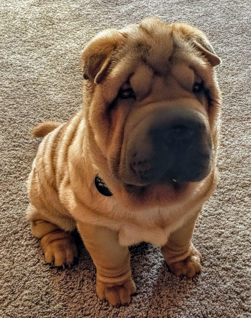 puppies from past litters