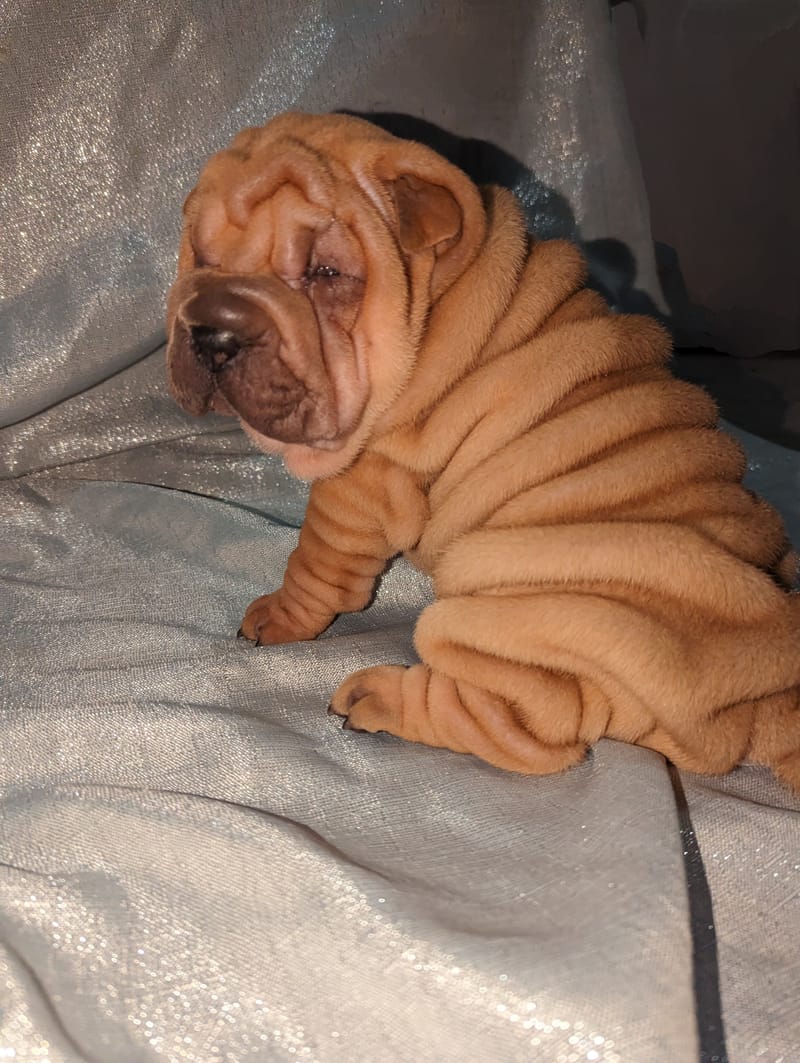 puppies from past litters