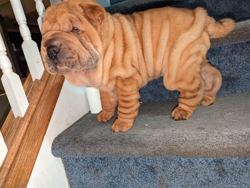 puppies from past litters