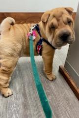 puppies from past litters