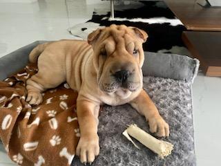 puppies from past litters