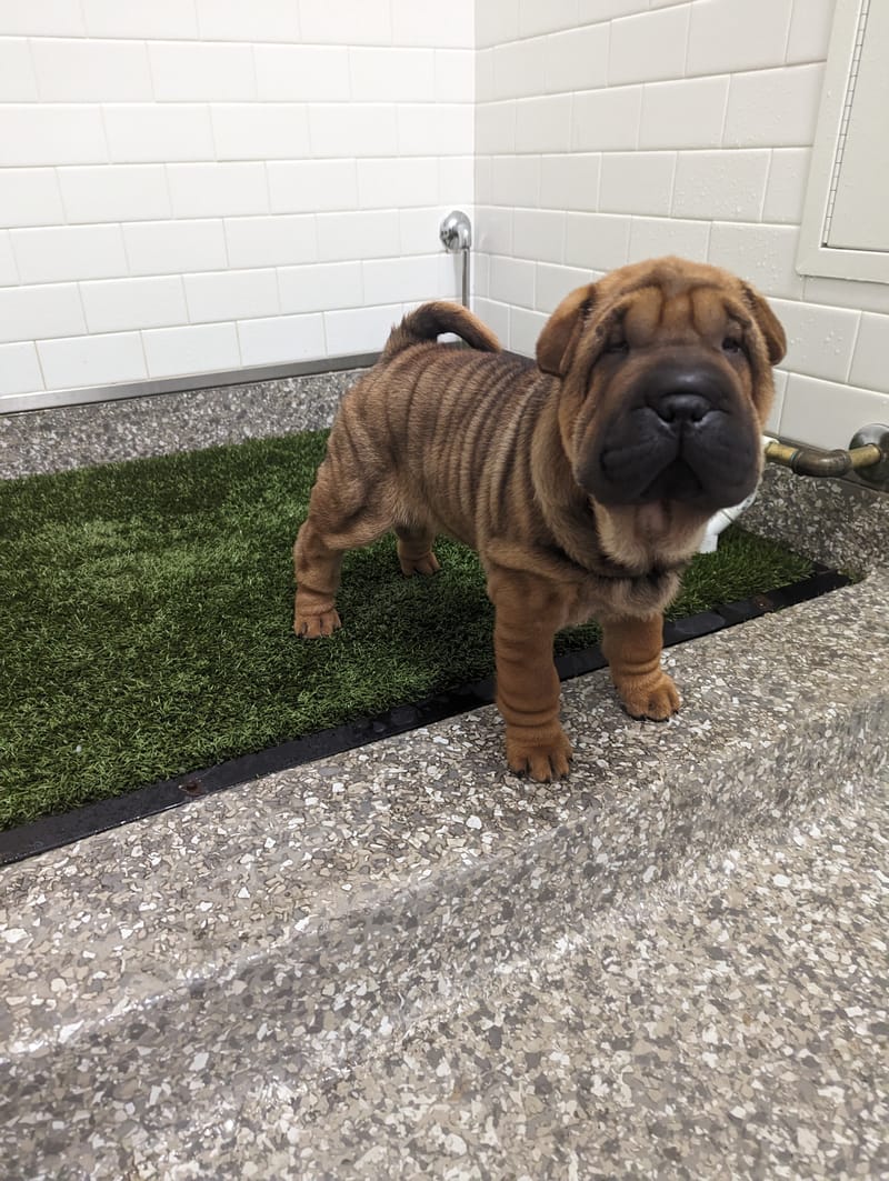 puppies from past litters