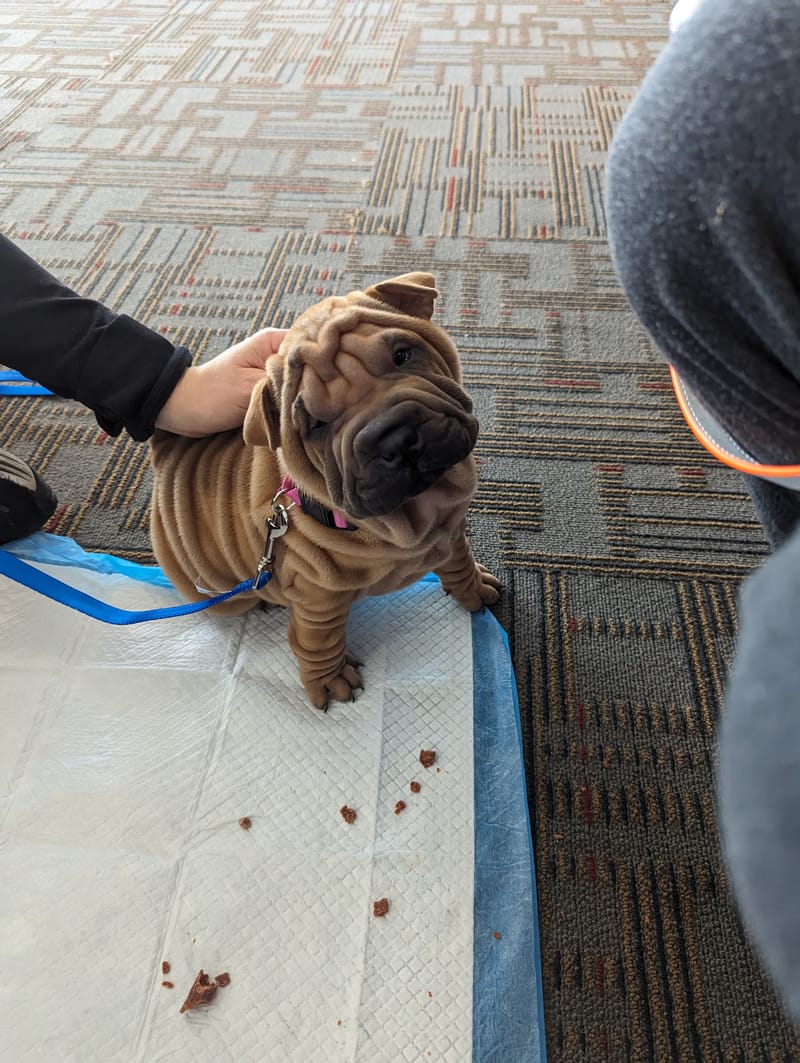 puppies from past litters