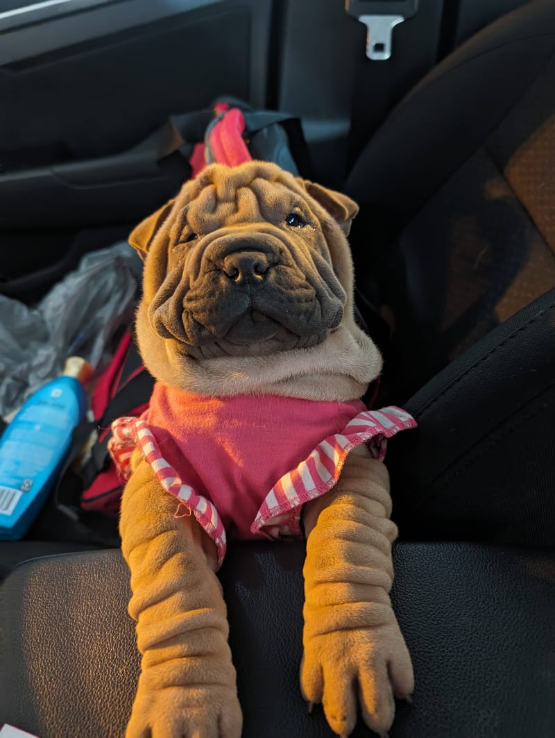 puppies from past litters