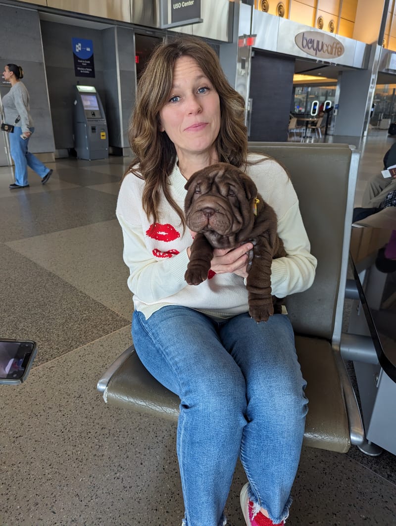 puppies from past litters