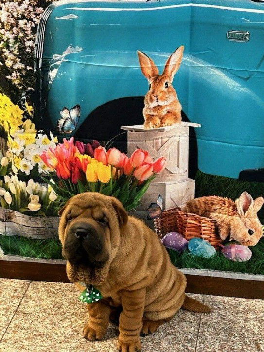 puppies from past litters