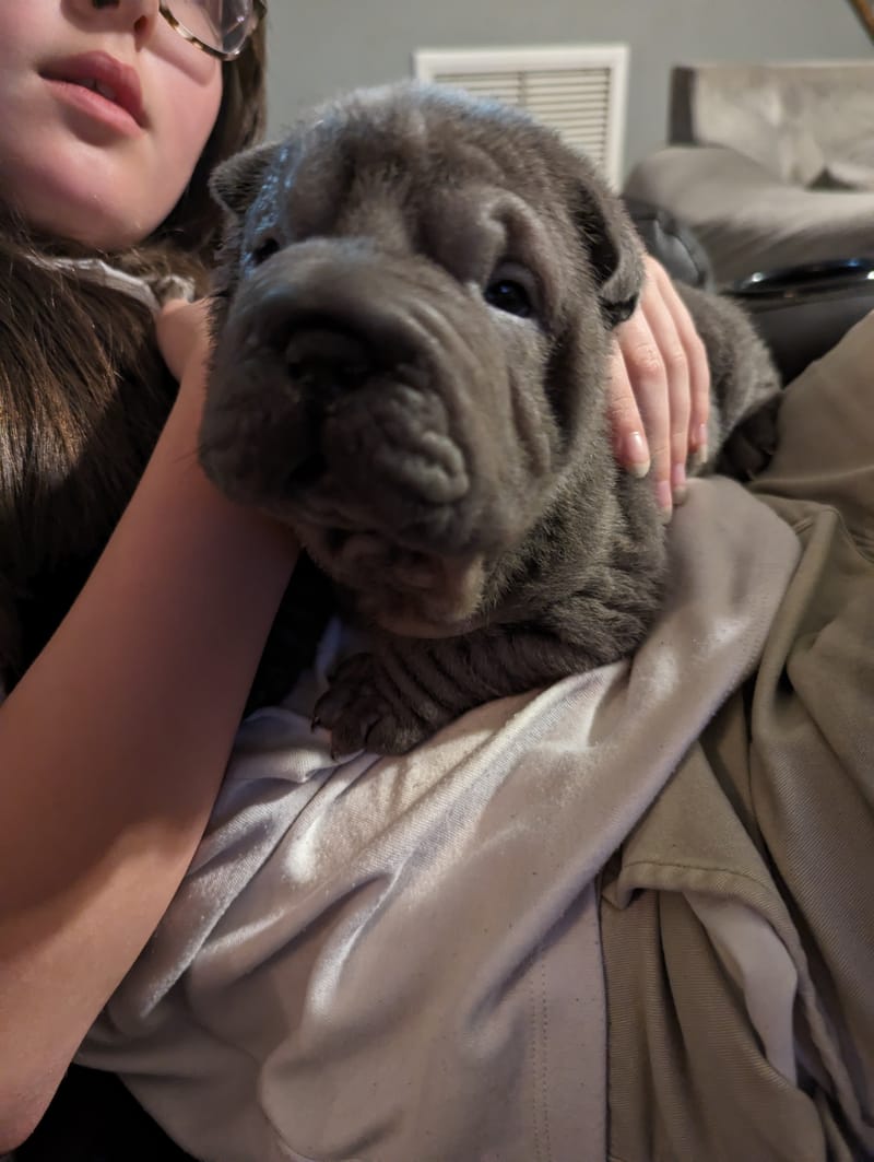 puppies from past litters