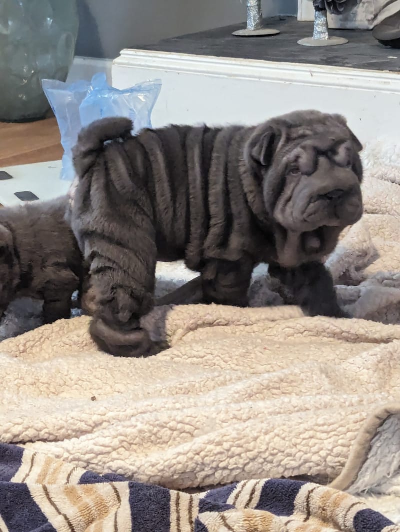 puppies from past litters