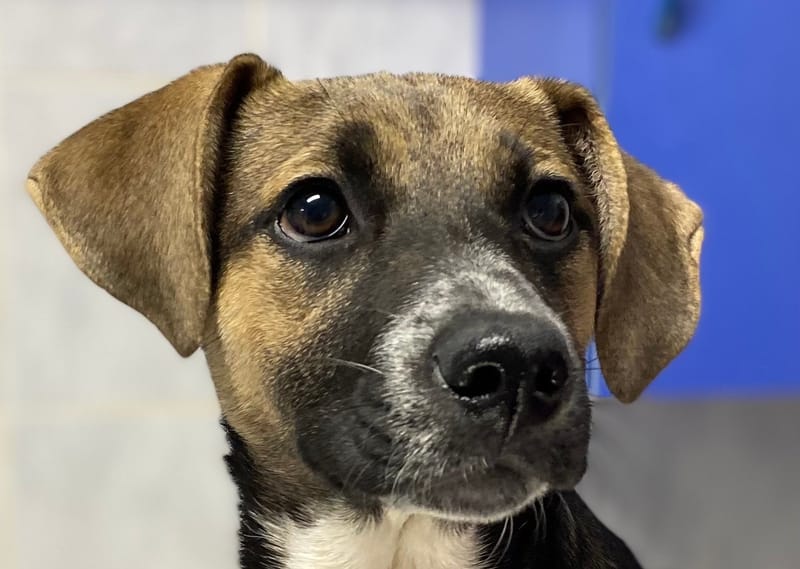 Kutyák állatorvosi ellátása