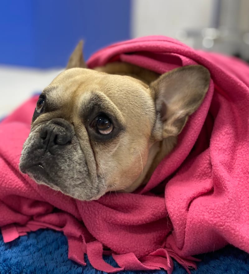 Bulldog gyógyászat