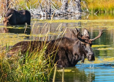 About Grand Teton National park image