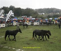 Fiestas del Asturcón