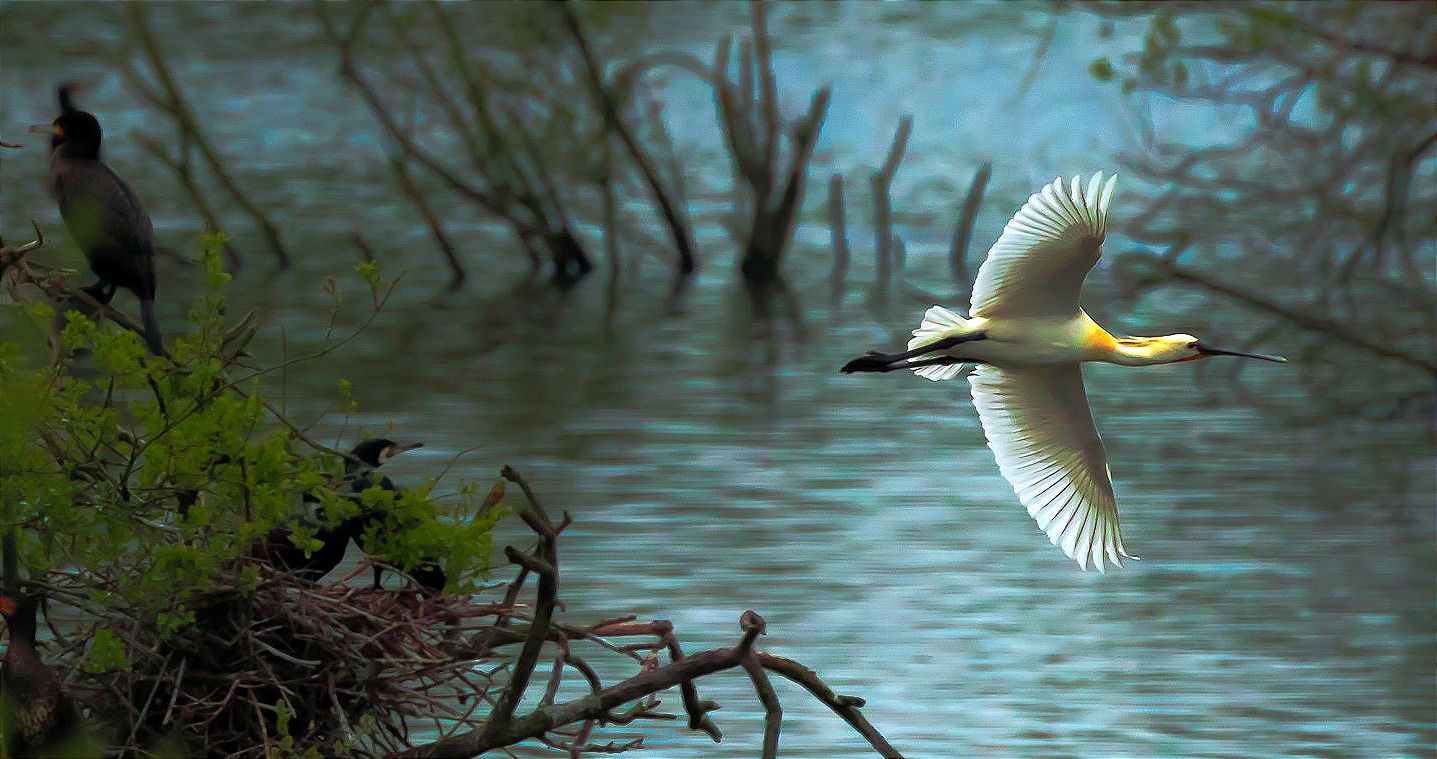 Vogels spotten vanuit de uitkijkhut