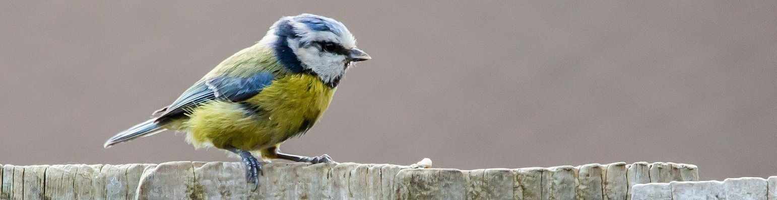 Zoek de verschillen: zwarte "stropdas" of "Zorro-masker"