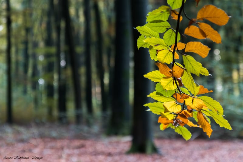 Herfst op zijn mooist (2022)