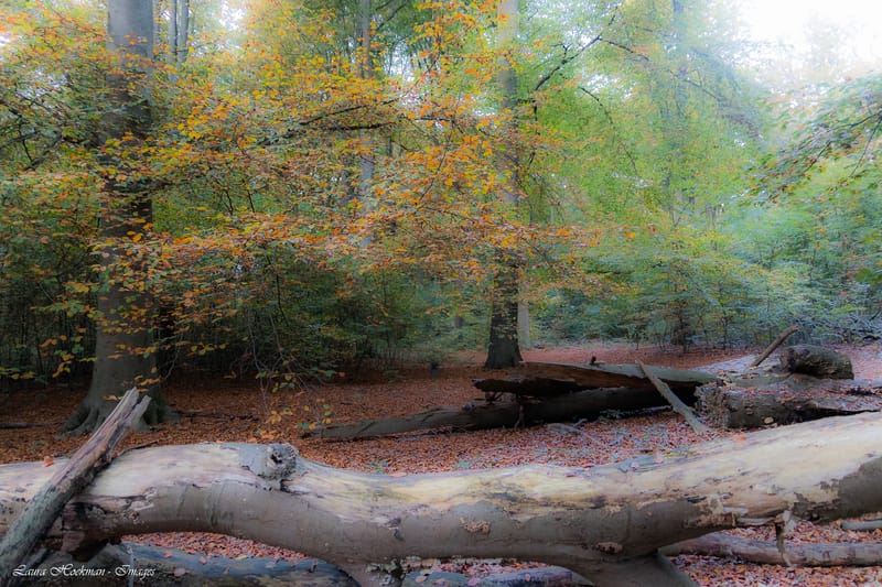 Herfst op zijn mooist (2022)