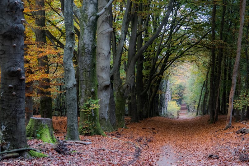 Herfst op zijn mooist (2022)