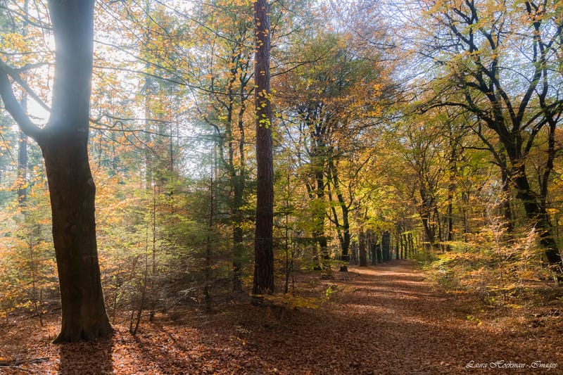 Herfst op zijn mooist (2022)