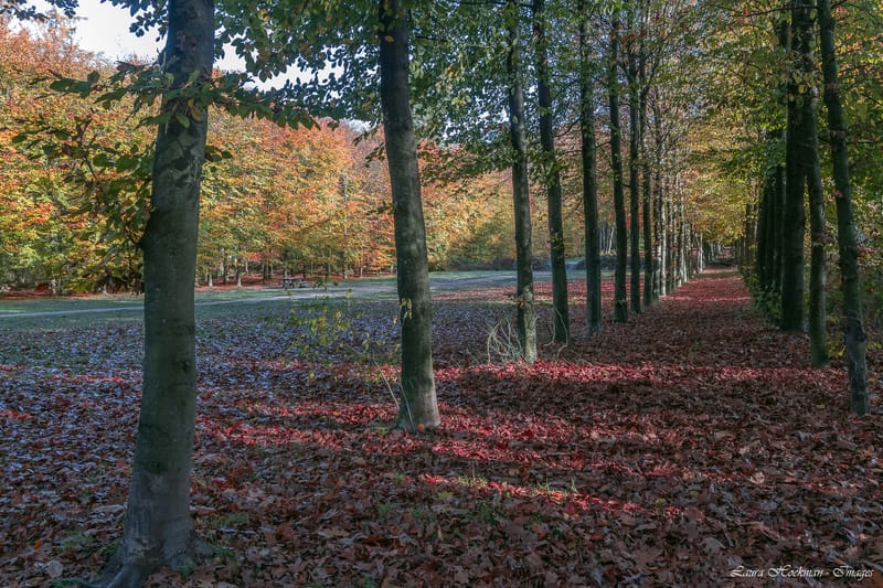Herfst op zijn mooist (2022)