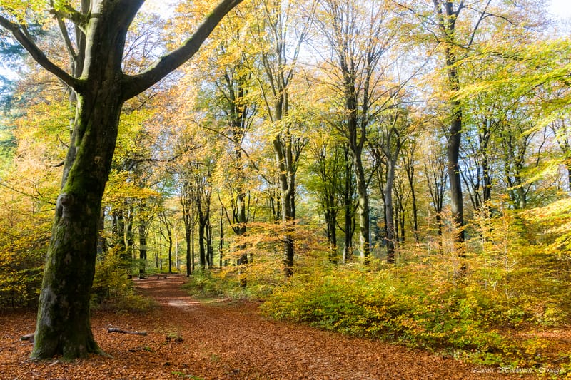 Herfst op zijn mooist (2022)