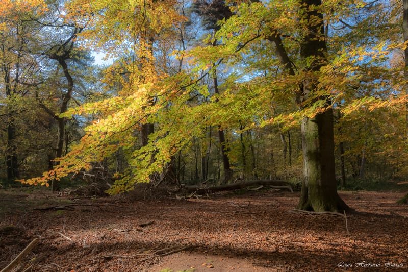 Herfst op zijn mooist (2022)
